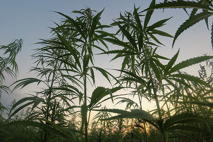 Guide-to-Cannabis-Industry-Jobs-1